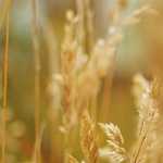 С огромными ящерицами и кенгуру сосуществовали первые австралийцы